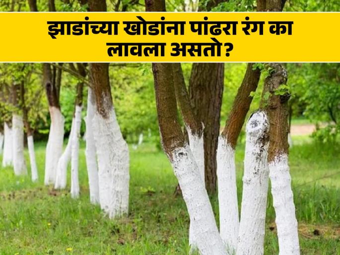 The reason why roadside trees are painted white, you may not even know the answer... | रस्त्याच्या बाजूला असलेल्या झाडांना पांढरा रंग लावण्याचं कारण, तुम्हालाही नसेल माहीत उत्तर... The reason why roadside trees are painted white, you may not even know the answer... | रस्त्याच्या बाजूला असलेल्या झाडांना पांढरा रंग लावण्याचं कारण, तुम्हालाही नसेल माहीत उत्तर...