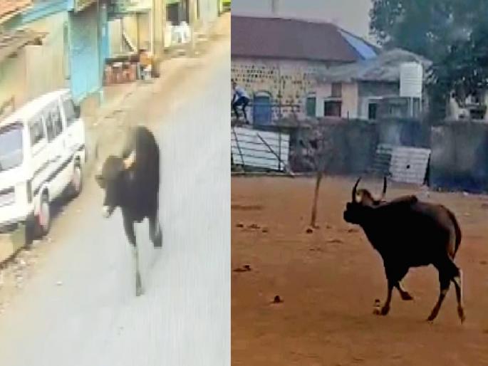 Panic ensued in Ambap village of Kolhapur when a gaur entered the area | Kolhapur: अंबपमध्ये गव्याचा धुमाकूळ; शाळेत घुसल्याने उडाली तारांबळ, मुख्याध्यापक, क्लार्क जखमी Panic ensued in Ambap village of Kolhapur when a gaur entered the area | Kolhapur: अंबपमध्ये गव्याचा धुमाकूळ; शाळेत घुसल्याने उडाली तारांबळ, मुख्याध्यापक, क्लार्क जखमी