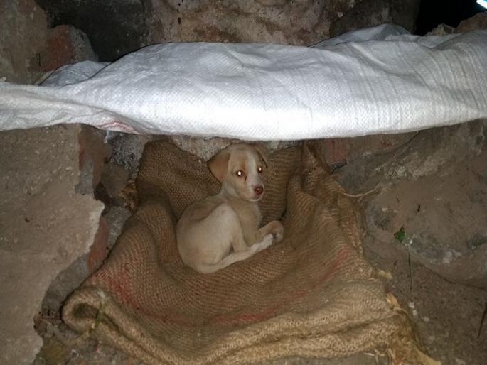 Ghost! The shelter for the young boy in the cold winter camp | भूतदया ! कडाक्याच्या थंडीत श्वानाच्या पिलासाठी युवकांनी अवघ्या क्षणात उभारला निवारा