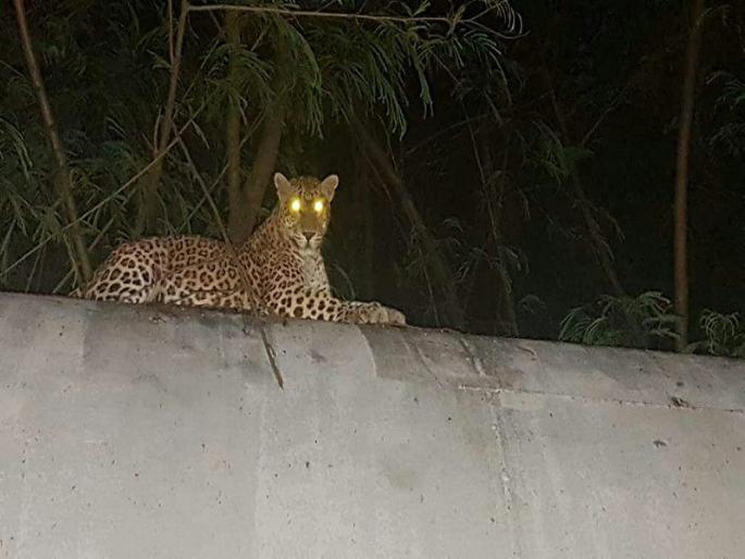 'Leopard has rehearsed' ... Viral reports in Aurangabad are all cautious | ' बिबट्या आला रे आला' ...औरंगाबादमध्ये व्हायरल खबरीने सारेच झाले सतर्क  