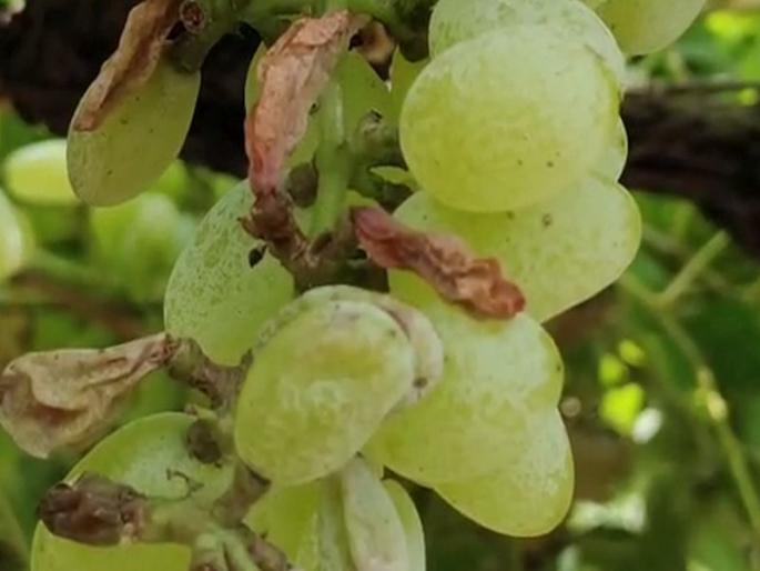 Bad weather has hit grapes on seven thousand acres in Pandharpur taluka | अवकाळीचा पंढरपूर तालुक्यातील सात हजार एकरावरील द्राक्षांना फटका Bad weather has hit grapes on seven thousand acres in Pandharpur taluka | अवकाळीचा पंढरपूर तालुक्यातील सात हजार एकरावरील द्राक्षांना फटका
