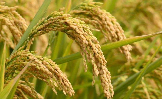 There are now over 6,000 species of grains in the number of lakhs |  लाखाच्या संख्येत असणाऱ्या धानाच्या प्रजाती आता अवघ्या ६ हजारांवर There are now over 6,000 species of grains in the number of lakhs |  लाखाच्या संख्येत असणाऱ्या धानाच्या प्रजाती आता अवघ्या ६ हजारांवर