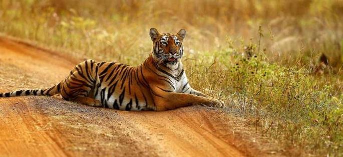 Insect safari racket seized in Tadoba | ताडोबात विनातिकीट सफारी करणारे रॅकेट जेरबंद Insect safari racket seized in Tadoba | ताडोबात विनातिकीट सफारी करणारे रॅकेट जेरबंद