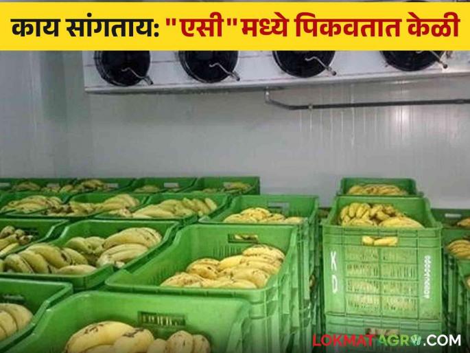 Banana Storage : Did you know? Learn how the sweetness of bananas increases. | Banana Storage :  तुम्हाला माहित आहे का? केळीचा गोडवा कसा वाढतोय जाणून घ्या. Banana Storage : Did you know? Learn how the sweetness of bananas increases. | Banana Storage :  तुम्हाला माहित आहे का? केळीचा गोडवा कसा वाढतोय जाणून घ्या.