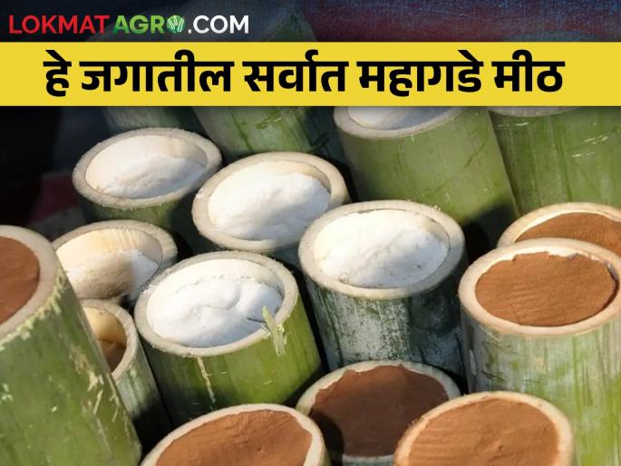 This salt is one of the most expensive salts in the world | हे मीठ आहे जगातील सर्वात महागड्या मीठांपैकी एक This salt is one of the most expensive salts in the world | हे मीठ आहे जगातील सर्वात महागड्या मीठांपैकी एक