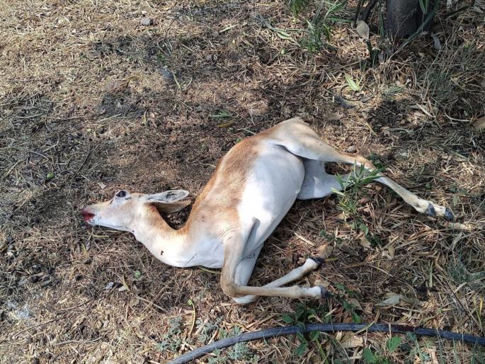 Deer in search of water dies in collision with vehicles | पाण्याच्या शोधात असलेल्या हरणाचा वाहनांच्या धडकेत मृत्यू Deer in search of water dies in collision with vehicles | पाण्याच्या शोधात असलेल्या हरणाचा वाहनांच्या धडकेत मृत्यू
