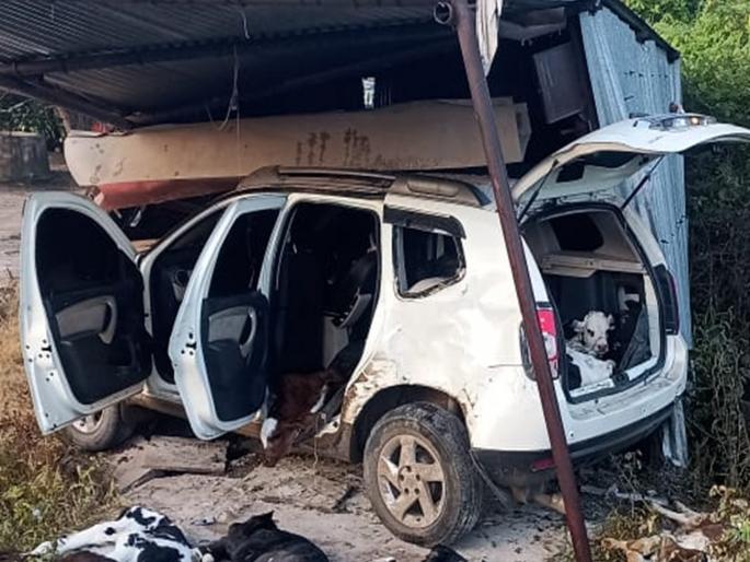 Beed: Accident exposes brutal business! 15 calves smuggled for slaughter in expensive car | Beed: अपघाताने क्रूर धंदा उघड! महागड्या कारमधून १५ वासरांची कत्तलीसाठी तस्करी