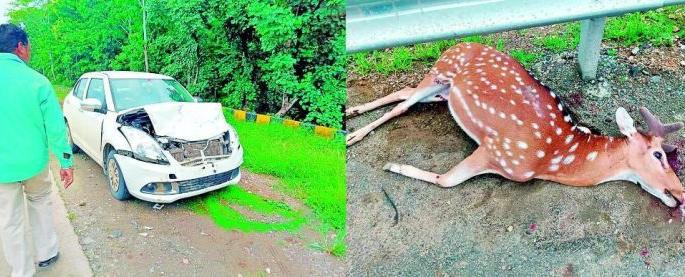Speedy car dash deer killed | भरधाव कारच्या धडकेत चितळ ठार Speedy car dash deer killed | भरधाव कारच्या धडकेत चितळ ठार