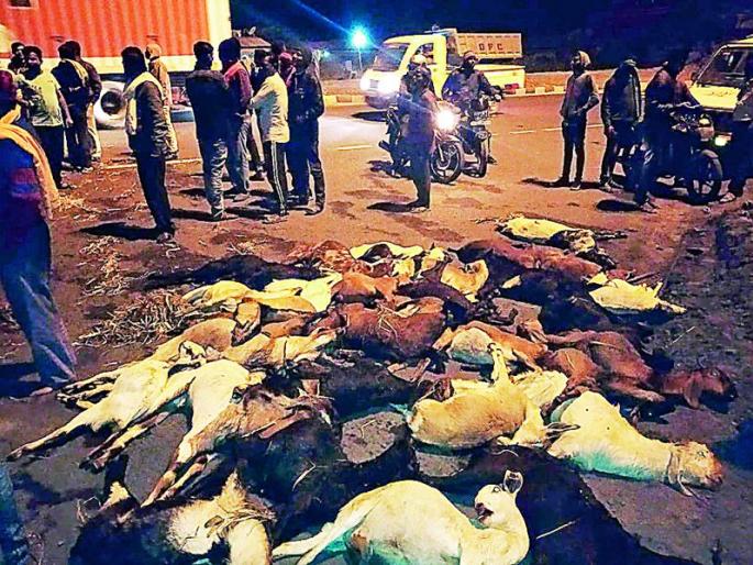 Two truck collisions: 100 goats killed | दोन ट्रकची टक्कर : १०० बकऱ्या ठार Two truck collisions: 100 goats killed | दोन ट्रकची टक्कर : १०० बकऱ्या ठार