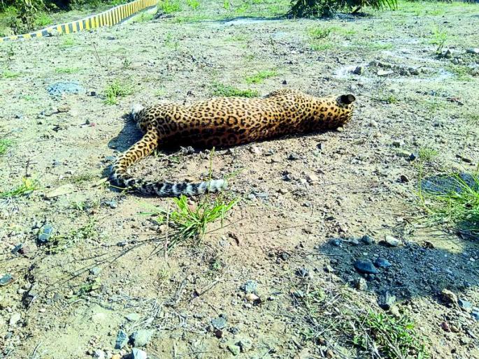 Leopard Killed in Vehicle dashed: Incident in Harnakund Shivnar | वाहनाच्या धडकेत बिबट ठार : हरणाकुंड शिवारातील घटना Leopard Killed in Vehicle dashed: Incident in Harnakund Shivnar | वाहनाच्या धडकेत बिबट ठार : हरणाकुंड शिवारातील घटना