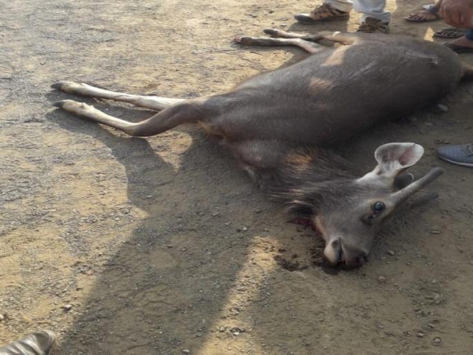 Sambar's death in accident on the national highway | राष्ट्रीय महामार्गावर वाहनाच्या धडकेत सांबराचा मृत्यू Sambar's death in accident on the national highway | राष्ट्रीय महामार्गावर वाहनाच्या धडकेत सांबराचा मृत्यू