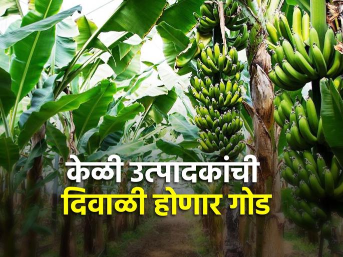 378 crores will fall on the account of 53 thousand banana producers | ५३ हजार केळी उत्पादकांच्या खात्यावर पडणार ३७८ कोटी 378 crores will fall on the account of 53 thousand banana producers | ५३ हजार केळी उत्पादकांच्या खात्यावर पडणार ३७८ कोटी
