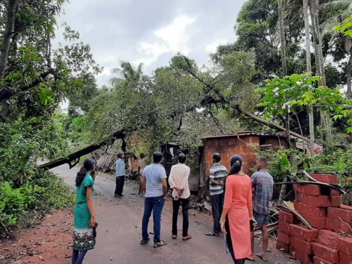 Damage caused by falling tree on the house at Acharya | आचरा येथे घरावर झाड पडून नुकसान Damage caused by falling tree on the house at Acharya | आचरा येथे घरावर झाड पडून नुकसान