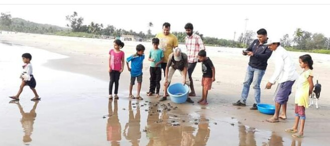 Olive Ridley releases 47 cubs | आचऱ्यात ऑलिव्ह रिडले कासवांच्या ४७ पिल्लांना समुद्रात सोडले