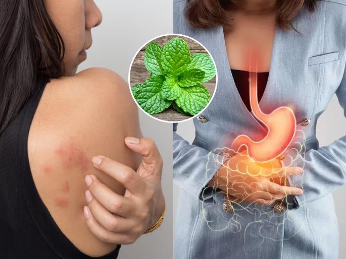 herbal solution for pitta dosha mint leaves to reduce acidity home remedy for acidity and bad breath | रिकाम्या पोटी चावून खा 'ही' ५ हिरवी पानं, पित्ताचा त्रास होईल कमी- दुर्गंधीही येणार नाही