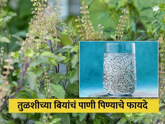Drinking basil seed water will give you 5 tremendous benefits | तुळशीच्या बियांचं पाणी पिऊन मिळतात हे जबरदस्त फायदे, पोटाची समस्या होईल दूर
