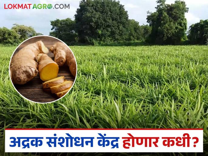 Ginger Research Center: Ginger Research Center still on paper after seven years; Know the reason | Ginger Research Center: अद्रक संशोधन केंद्र सात वर्षांनंतरही कागदावरच; जाणून घ्या काय आहे कारण Ginger Research Center: Ginger Research Center still on paper after seven years; Know the reason | Ginger Research Center: अद्रक संशोधन केंद्र सात वर्षांनंतरही कागदावरच; जाणून घ्या काय आहे कारण