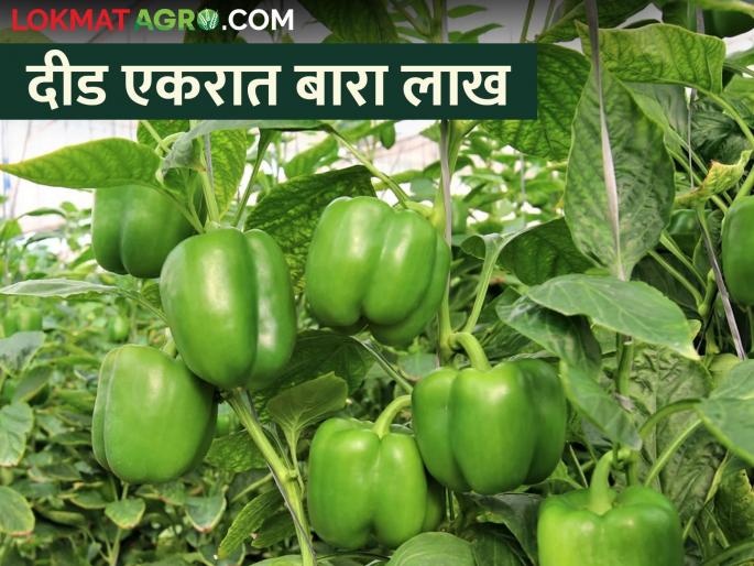 young farmer sandesh and aadesh cultivation of capsicum crop on barren land | संदेश आणि आदेशची किमया माळरानावर फुलवली ढोबळी मिरचीची दुनिया