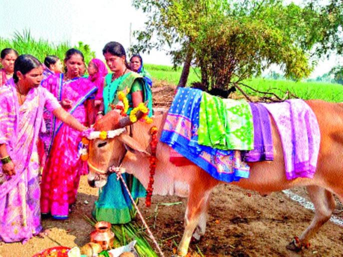 The cows dohaljevan | ऐकावे ते नवलच; वाल्ह्यात गाईचे डोहाळजेवण... The cows dohaljevan | ऐकावे ते नवलच; वाल्ह्यात गाईचे डोहाळजेवण...