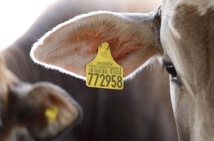 'Aadhar' for 1.5 lakh animals in Washim district! | वाशिम जिल्ह्यातील दीड लाखावर जनावरांना ‘आधार’!