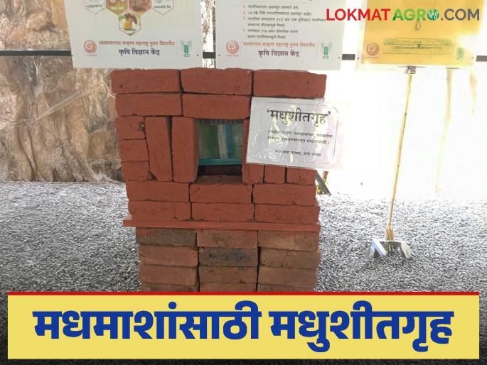 Latest news honey bee home One solution, many benefits, honey bees new brick house, read in detail | Honey Bee Home : एकच उपाय अनेक फायदे, मधमाशांसाठी मधुशीतगृह म्हणजेच विटांचं घर, वाचा सविस्तर  Latest news honey bee home One solution, many benefits, honey bees new brick house, read in detail | Honey Bee Home : एकच उपाय अनेक फायदे, मधमाशांसाठी मधुशीतगृह म्हणजेच विटांचं घर, वाचा सविस्तर