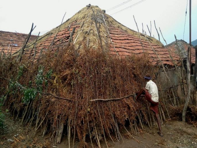 Repair of houses in tribal areas to protect them from heavy rains | आदिवासी भागात पावसाळ्यातील अतिवृष्टीपासून संरक्षण होण्यासाठी घरांची डागडुजी Repair of houses in tribal areas to protect them from heavy rains | आदिवासी भागात पावसाळ्यातील अतिवृष्टीपासून संरक्षण होण्यासाठी घरांची डागडुजी