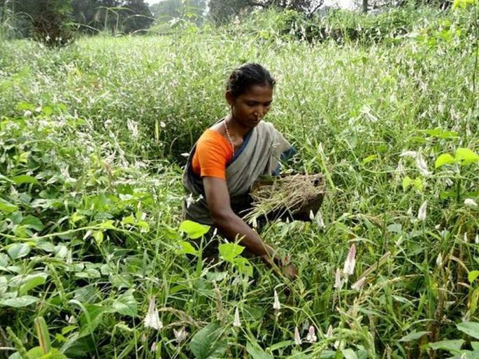 CoronaVirus News: Koso away from tribal corona due to healthy diet | CoronaVirus News: सकस आहाराच्या सेवनामुळे आदिवासी कोरोनापासून कोसो दूर