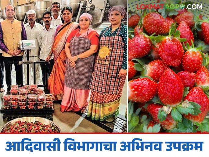 Farmers' strawberries got a rightful market through this initiative of the Tribal Department | आदिवासी विभागाच्या या उपक्रमातून शेतकऱ्यांच्या स्ट्रॉबेरीला मिळालं हक्काचं मार्केट Farmers' strawberries got a rightful market through this initiative of the Tribal Department | आदिवासी विभागाच्या या उपक्रमातून शेतकऱ्यांच्या स्ट्रॉबेरीला मिळालं हक्काचं मार्केट