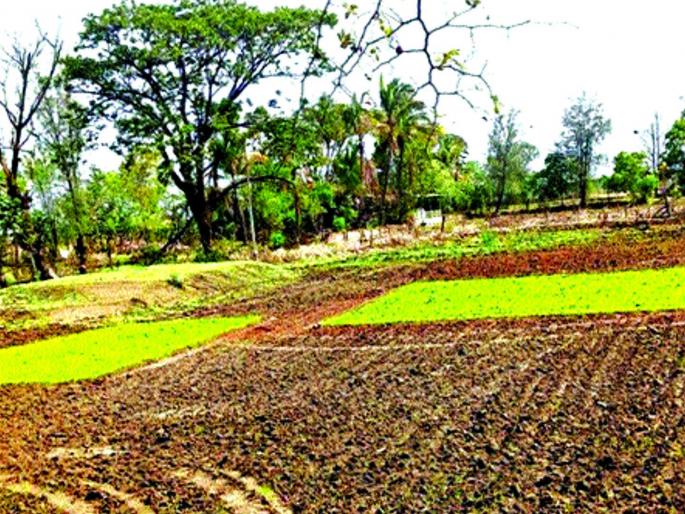 Rash threatened by sunshine: Dube rice rice crisis | उन्हामुळे भातपीक धोक्यात : दुबार भात पेरणीचे संकट