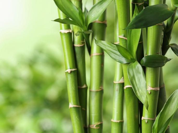 World Bamboo Day; Bamboo is the panacea for the problem of global warming | जागतिक बांबू दिन; ग्लाेबल वार्मिंगच्या समस्येवर बांबू हे रामबाण औषध World Bamboo Day; Bamboo is the panacea for the problem of global warming | जागतिक बांबू दिन; ग्लाेबल वार्मिंगच्या समस्येवर बांबू हे रामबाण औषध