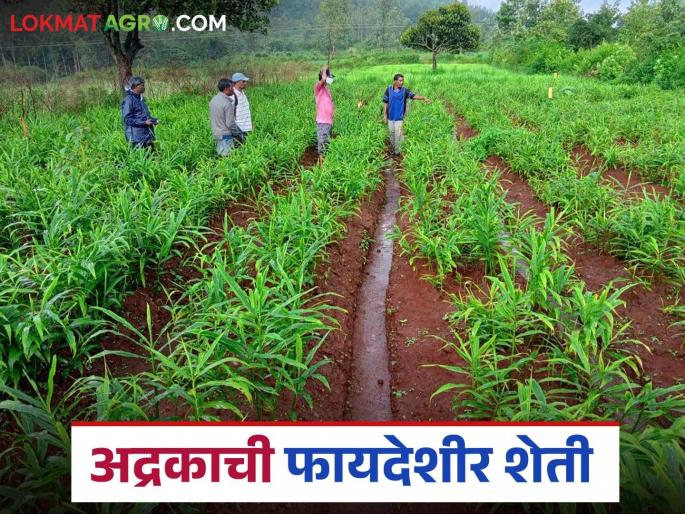 Latest news Agriculture News Ginger farming is an alternative to paddy farming by chandrapur farmer | Ginger Farming : धानाच्या मातीत बहरले अद्रक, चंद्रपूरच्या शेतकऱ्याचा यशस्वी प्रयोग, वाचा सविस्तर Latest news Agriculture News Ginger farming is an alternative to paddy farming by chandrapur farmer | Ginger Farming : धानाच्या मातीत बहरले अद्रक, चंद्रपूरच्या शेतकऱ्याचा यशस्वी प्रयोग, वाचा सविस्तर
