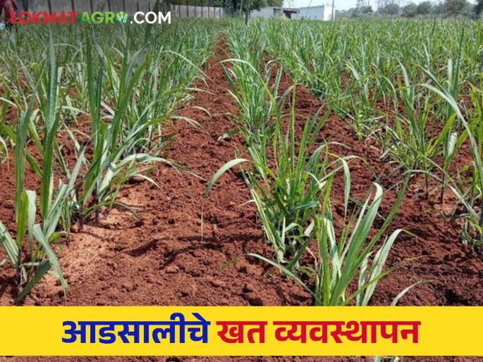 Sugarcane Fertilizer Schedule : How to apply fertilizers in sugarcane see detailed schedule | Sugarcane Fertilizer Schedule : आडसाली उसात कशी द्याल खते पहा सविस्तर वेळापत्रक