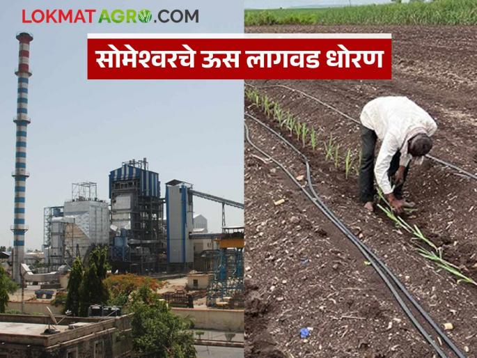 When will the sugarcane plantation of Someshwar factory start? Know the details | सोमेश्वर कारखान्याची आडसाली ऊस लागवड कधीपासून सुरू होणार; जाणून घ्या सविस्तर