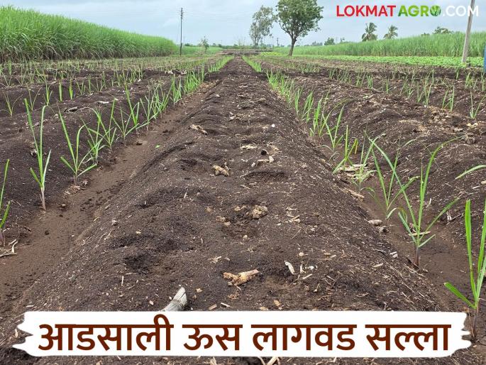 Are you planting sugarcane in Adsali? How will you plan? Read in detail | आडसाली ऊस लागवड करताय? कसे कराल नियोजन? वाचा सविस्तर