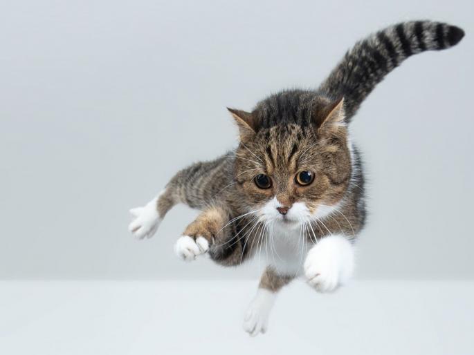 A man who falls from a height dies, why not a cat | उंचावरून पडलेला माणूस मरतो, मांजर का नाही? A man who falls from a height dies, why not a cat | उंचावरून पडलेला माणूस मरतो, मांजर का नाही?