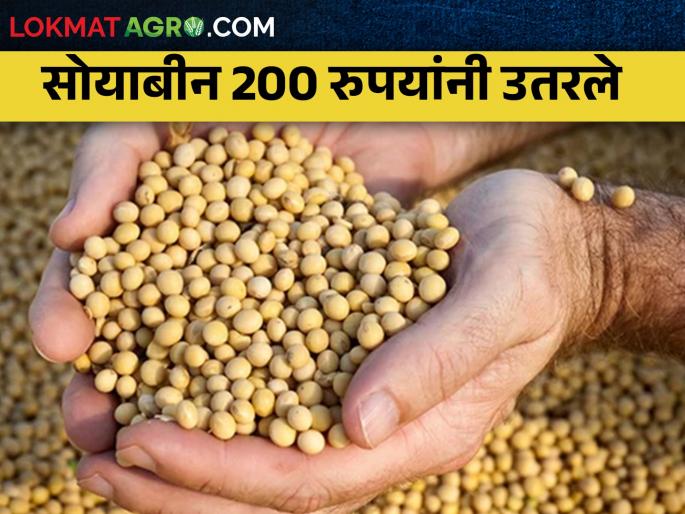 The price of soybeans fell by two hundred rupees; How much is the price? | सोयाबीनचा दर दोनशे रुपयांनी उतरला; किती मिळतोय भाव? The price of soybeans fell by two hundred rupees; How much is the price? | सोयाबीनचा दर दोनशे रुपयांनी उतरला; किती मिळतोय भाव?