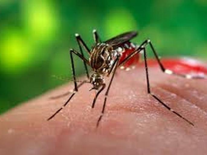 Plasmodium aedes mosquito decreases | ‘प्लाझमोडियम’, ‘एडीस’चे प्रमाण घटले! Plasmodium aedes mosquito decreases | ‘प्लाझमोडियम’, ‘एडीस’चे प्रमाण घटले!
