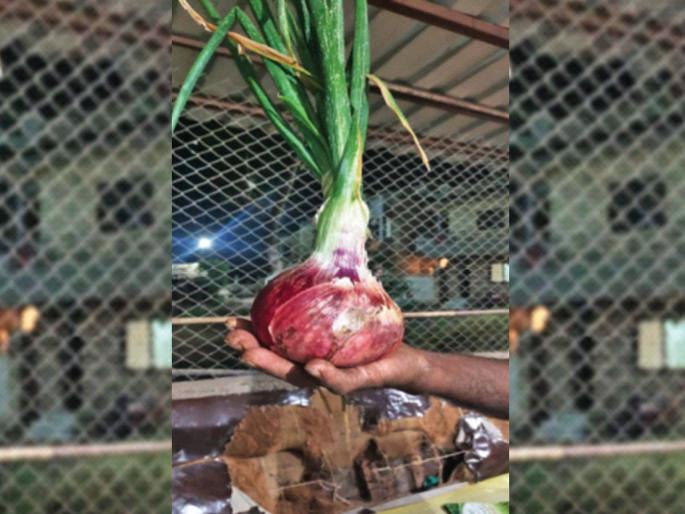 Not an onion; This is half a kilo of kandoba! | अबब! कांदा नव्हे; हा तर पाऊण किलोचा कांदोबा! Not an onion; This is half a kilo of kandoba! | अबब! कांदा नव्हे; हा तर पाऊण किलोचा कांदोबा!