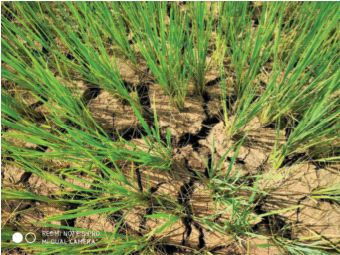 Paddy cultivation mixed with insufficient water supply | अपुऱ्या पाणीपुरवठ्याने करपली-भेगाळली भातशेती  Paddy cultivation mixed with insufficient water supply | अपुऱ्या पाणीपुरवठ्याने करपली-भेगाळली भातशेती
