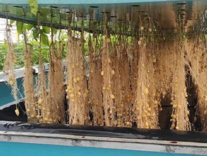 aeroponics technology cultivation of fruits vegetables and spices will be done in the air | आता हवेत फळे, भाज्या आणि मसाल्यांची होणार लागवड; जाणून घ्या काय आहे नवीन एरोपोनिक्स टेक्नॉलॉजी? aeroponics technology cultivation of fruits vegetables and spices will be done in the air | आता हवेत फळे, भाज्या आणि मसाल्यांची होणार लागवड; जाणून घ्या काय आहे नवीन एरोपोनिक्स टेक्नॉलॉजी?