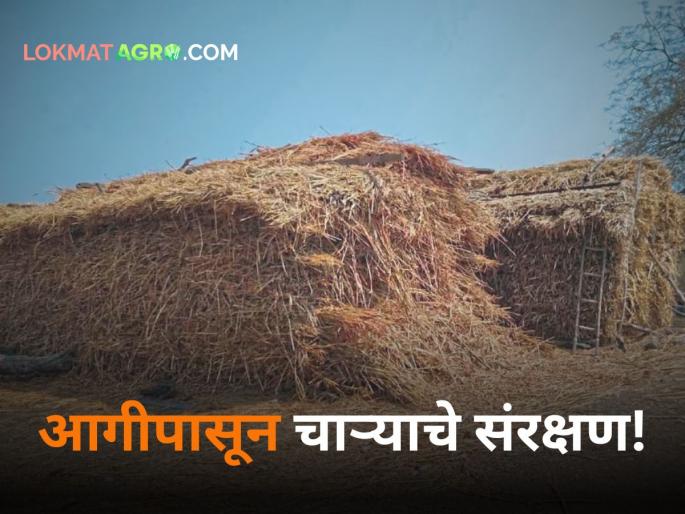 Do-it-yourself protection of animal fodder against fires caused by summer heat | उन्हाळ्यात उष्णतेमुळे लागणाऱ्या आगीपासून जनावरांच्या चाऱ्याचे 'असे' करा संरक्षण