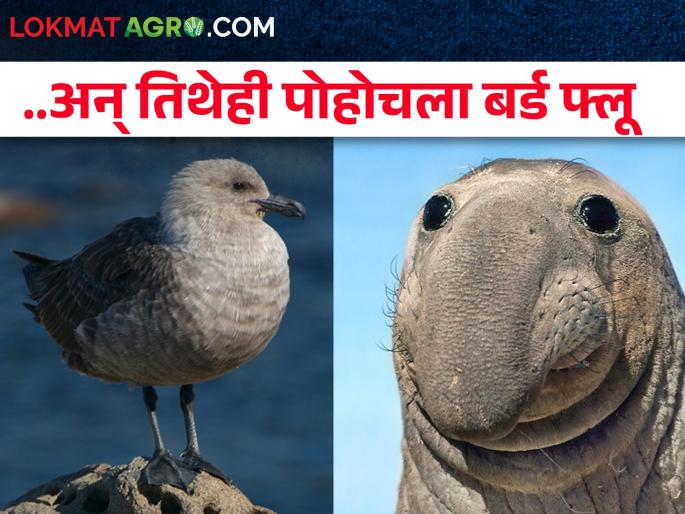 Fearing devastating death, bird flu poses a major threat to Earth's most fragile ecosystems | विनाशकारी मृत्यूची भीती! बर्ड फ्लूचा पृथ्वीच्या सर्वांत नाजूक परिसंस्थेसाठी मोठा धोका Fearing devastating death, bird flu poses a major threat to Earth's most fragile ecosystems | विनाशकारी मृत्यूची भीती! बर्ड फ्लूचा पृथ्वीच्या सर्वांत नाजूक परिसंस्थेसाठी मोठा धोका