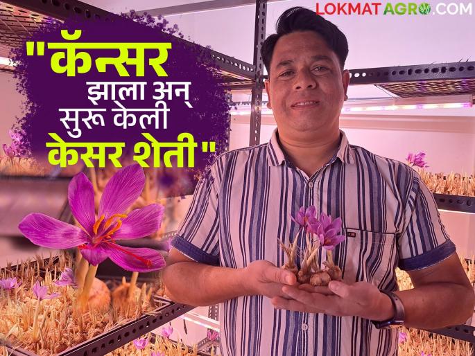 Saffron Farming Stopped business after cancer and started successful saffron farming in Pune! | Saffron Farming : कॅन्सर झाल्यावर व्यवसाय थांबवला अन् घराच्या छतावर सुरू केली यशस्वी 'केसर शेती'! Saffron Farming Stopped business after cancer and started successful saffron farming in Pune! | Saffron Farming : कॅन्सर झाल्यावर व्यवसाय थांबवला अन् घराच्या छतावर सुरू केली यशस्वी 'केसर शेती'!