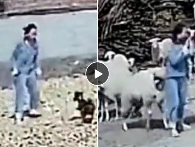 Woman Hit The Chicken Then Sheep Hit Her Watch Viral Video : The woman stoned the chicken and the sheep standing by got angry and.. Watch the viral video.. | महिलेनं कोंबडीला दगड मारला तर बाजूला उभी मेंढी चिडली आणि.. पाहा व्हायरल व्हिडिओ..