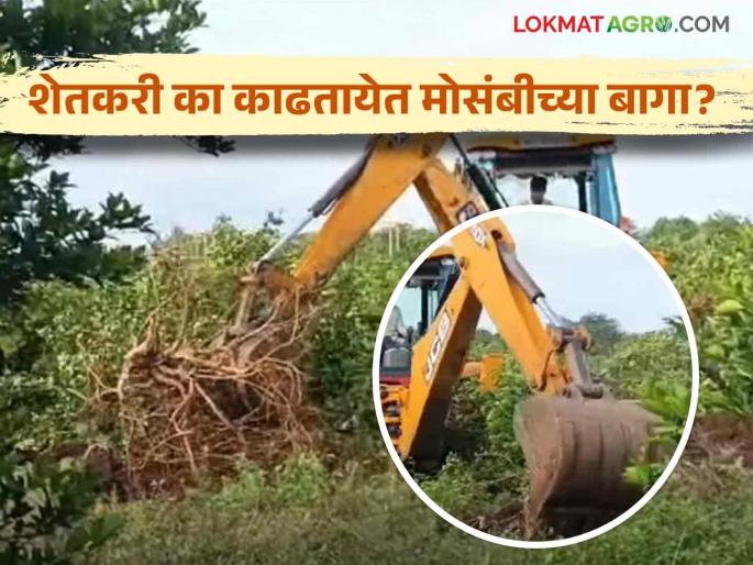 Mosambi entire village threw away Mosambi paithan ambad ghansawangi jalna gi tagging sweet lemon | Mosambi : अख्ख्या गावाने काढून फेकल्या मोसंबीच्या बागा! भौगोलिक मानांकनप्राप्त मोसंबी होतेय झपाट्याने कमी Mosambi entire village threw away Mosambi paithan ambad ghansawangi jalna gi tagging sweet lemon | Mosambi : अख्ख्या गावाने काढून फेकल्या मोसंबीच्या बागा! भौगोलिक मानांकनप्राप्त मोसंबी होतेय झपाट्याने कमी