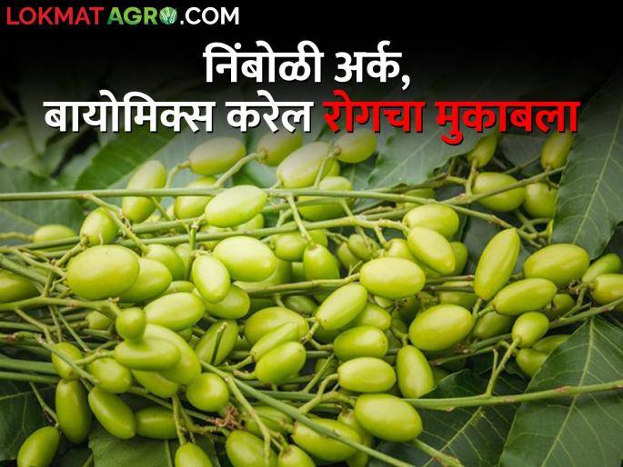 Organic Farming: Pesticides Become Expensive; Fight diseases with Nimboli extract, biomix | Organic Farming: कीटकनाशके झाली महाग; निंबोळी अर्क, बायोमिक्सने करा रोगांचा मुकाबला Organic Farming: Pesticides Become Expensive; Fight diseases with Nimboli extract, biomix | Organic Farming: कीटकनाशके झाली महाग; निंबोळी अर्क, बायोमिक्सने करा रोगांचा मुकाबला