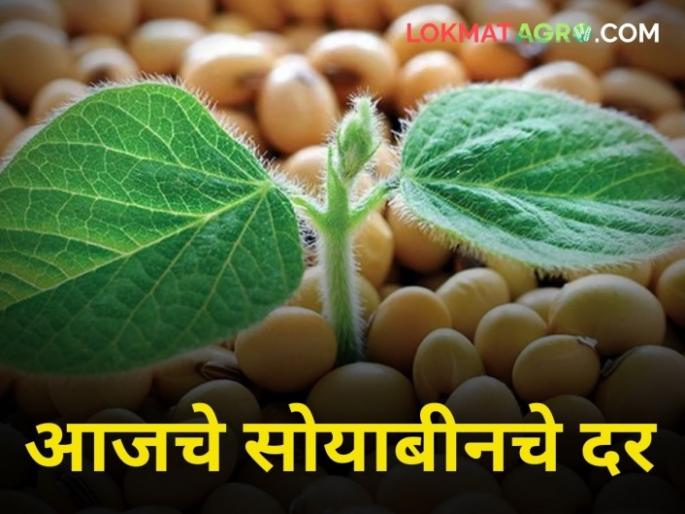In the morning session, 994 quintals of soybeans were received in the state, what was the price? | Soybean Market Today: सकाळच्या सत्रात राज्यात ९९४ क्विंटल सोयाबिनची आवक, काय मिळाला भाव? In the morning session, 994 quintals of soybeans were received in the state, what was the price? | Soybean Market Today: सकाळच्या सत्रात राज्यात ९९४ क्विंटल सोयाबिनची आवक, काय मिळाला भाव?