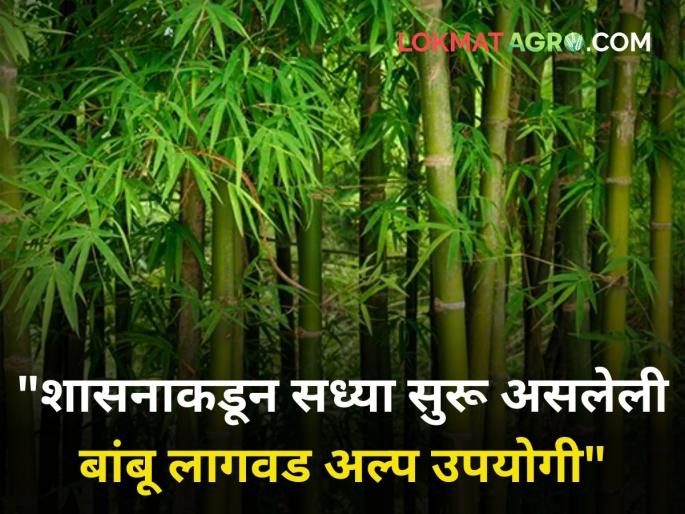 Organized Bamboo Cultivation training program Symposium MIT state government | "आज बांबू लागवड केली तर पुढच्या दोन पिढ्या उत्पन्न घेतील" Organized Bamboo Cultivation training program Symposium MIT state government | "आज बांबू लागवड केली तर पुढच्या दोन पिढ्या उत्पन्न घेतील"