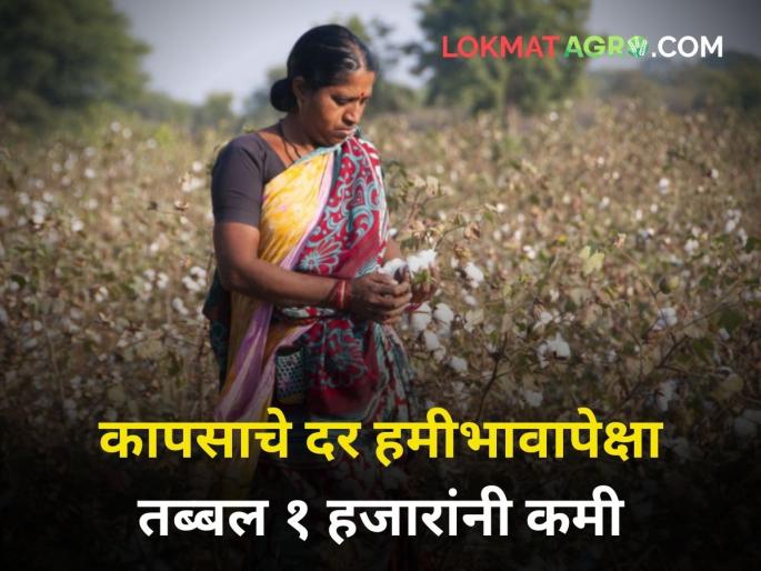 maharashtra agriculture farmer today price of cotton maarket yard almost 1 thousand less than the guaranteed price | कापसाचे दर हमीभावापेक्षा तब्बल १ हजारांनी कमी maharashtra agriculture farmer today price of cotton maarket yard almost 1 thousand less than the guaranteed price | कापसाचे दर हमीभावापेक्षा तब्बल १ हजारांनी कमी