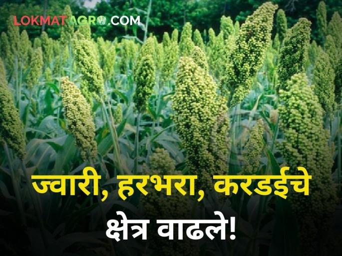maharashtra agriculture farner area of sorghum gram increased during Rabi season | रब्बी हंगामात ज्वारी, हरभरा, करडईचे क्षेत्र वाढले! maharashtra agriculture farner area of sorghum gram increased during Rabi season | रब्बी हंगामात ज्वारी, हरभरा, करडईचे क्षेत्र वाढले!